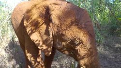 elephant nursery sheldrick wildlife trust_00000000.jpg