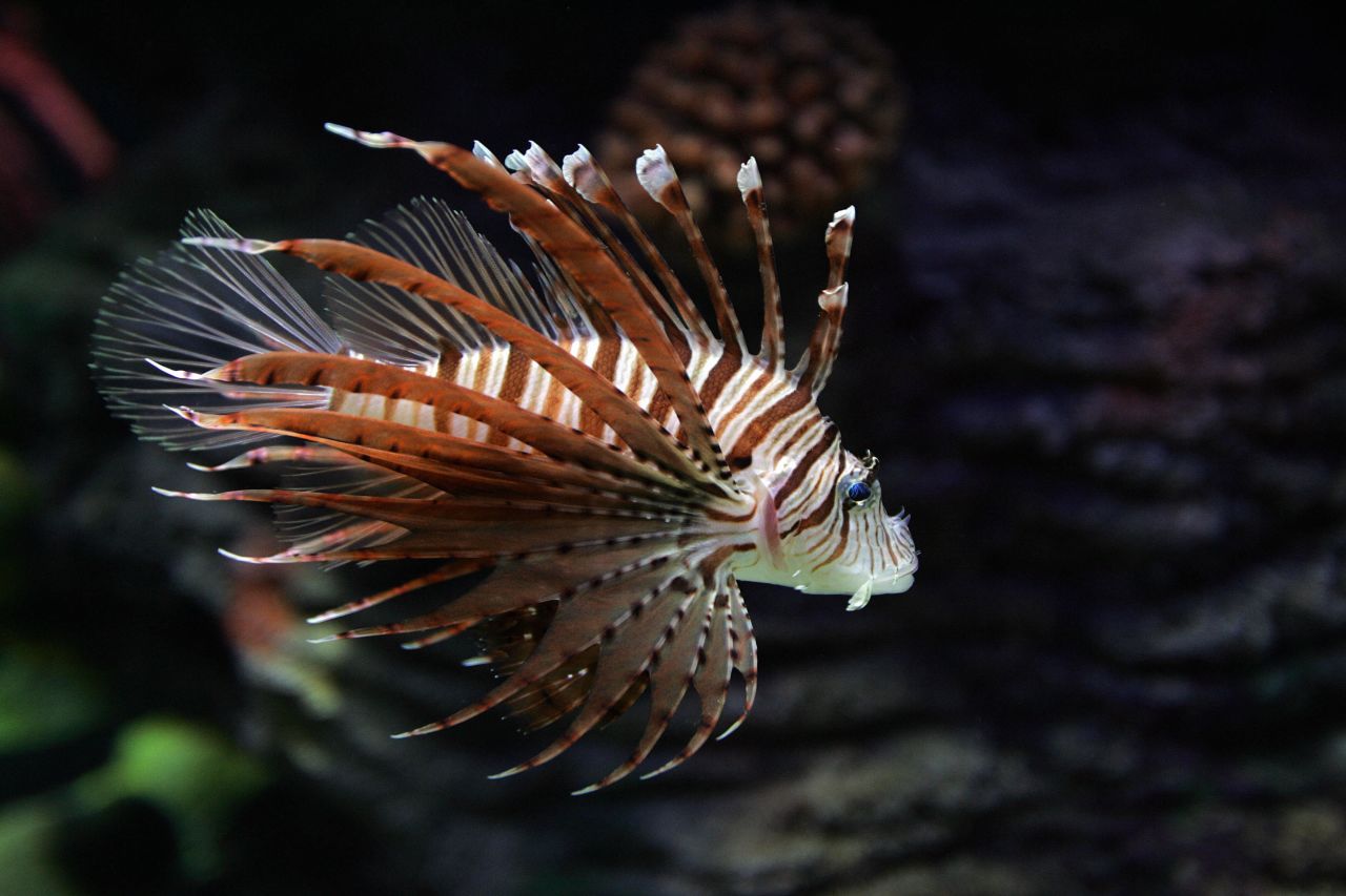 Invasive species: Over the past 25 years, lionfish have colonized Atlantic coastal regions, from their native Indo-Pacific waters. It's thought they were released into the Atlantic by owners who no longer wanted them as aquarium pets.<br /><br />With fewer natural predators, the species' new Atlantic populations are growing rapidly. They can eat and out-compete native coral reef creatures. Aquarium releases, aquaculture and fishing boats can all unwittingly introduce invasive species to delicate coral environments.