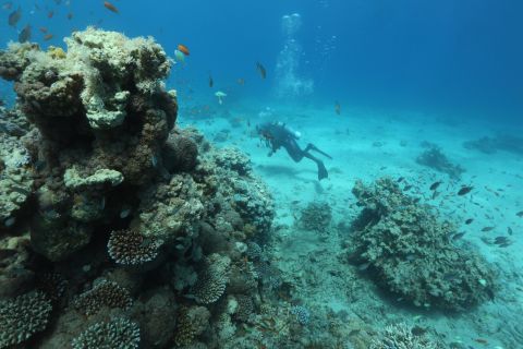 Acidification: Seawater absorbs our carbon dioxide emissions, which makes the oceans more acidic. <br /><br />Corals, like many marine species, protect themselves with skeletons made from calcium carbonate. More acidic seawater makes it harder for corals to build new skeletons, and can even decompose existing skeletons. <br /><br />