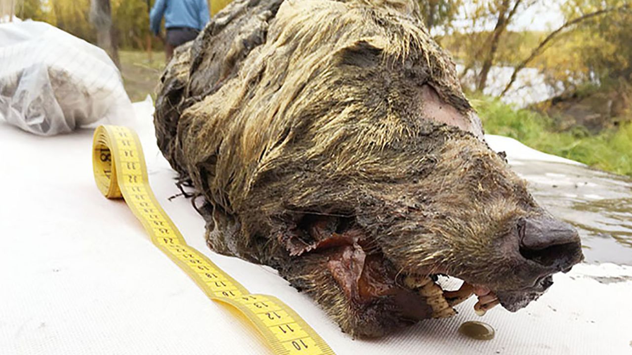 The wolf's head was found by locals looking for mammoth ivory.