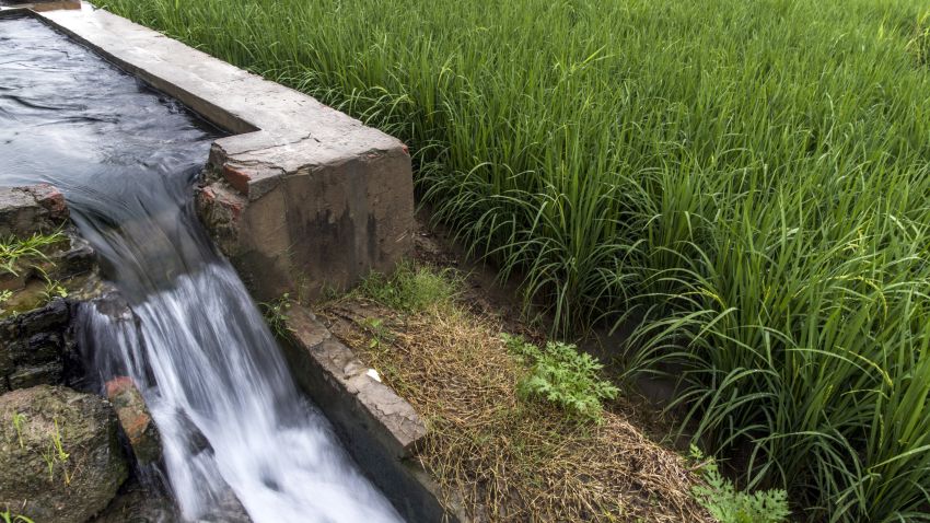 Water pours down an irrigation channel from a groundwater pump and well next to a field of rice growing on farmland in the Bhagpat district of Uttar Pradesh, India, on Monday, Sept. 3, 2018. Cumulative rainfall during August and September is forecast to be 95 percent of a 50-year average, according to the India Meteorological Department. The monsoon is critical to the farm sector as it accounts for more than 70 percent of India's annual showers and irrigates more than half the country's farmland. Photographer: Prashanth Vishwanathan/Bloomberg via Getty Images