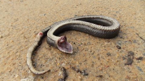 The eastern hognose snake likes to play dead by flipping itself upside down and opening its mouth. 