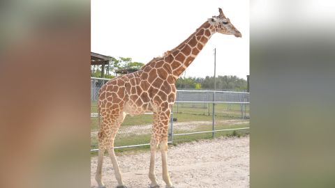 The Lion Country Safari posted on their Facebook page that two giraffes , Lily and Jioni, were killed in a lightning strike. 