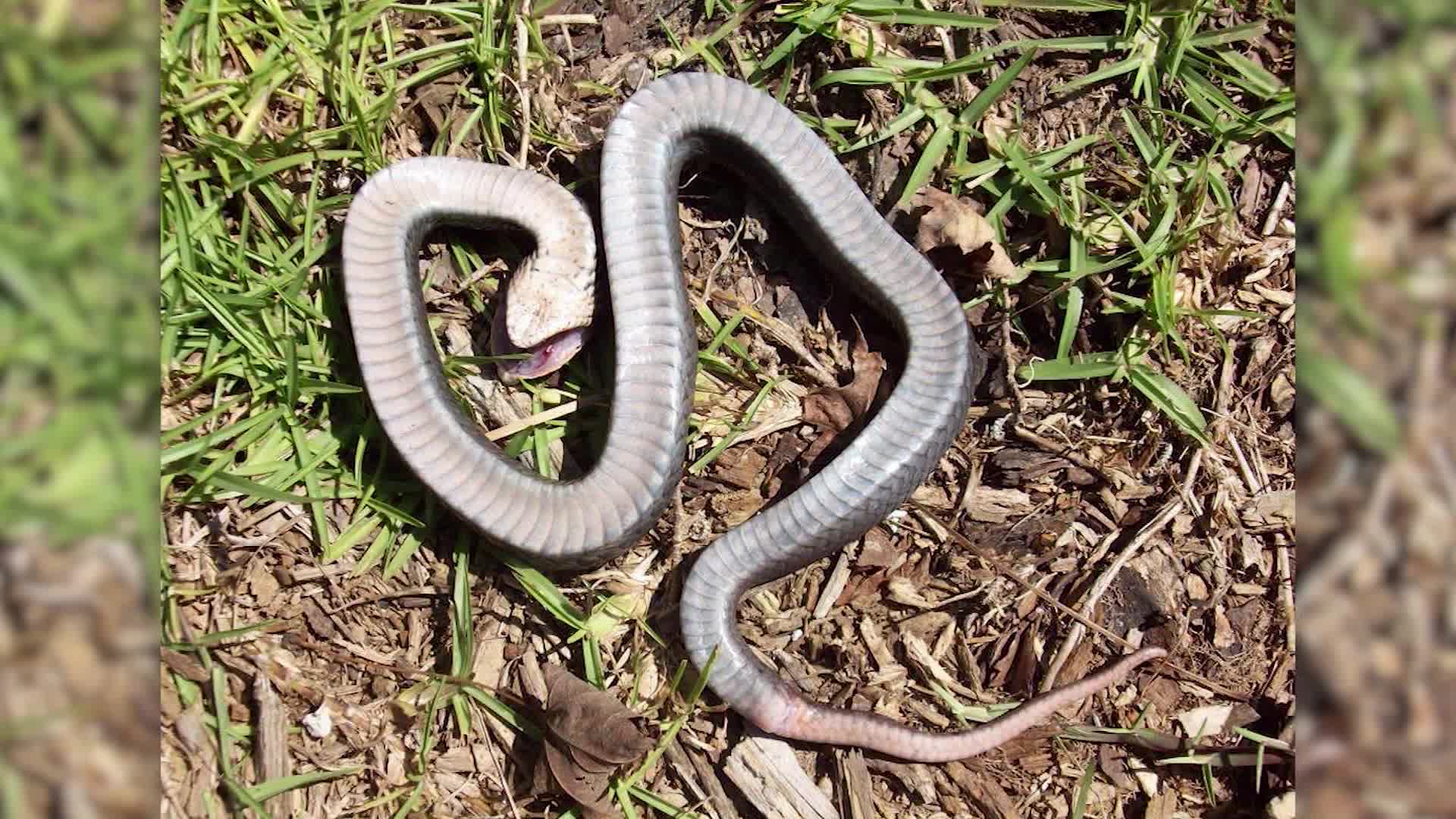 Coiled Grass Snake playing dead by lying upside down with