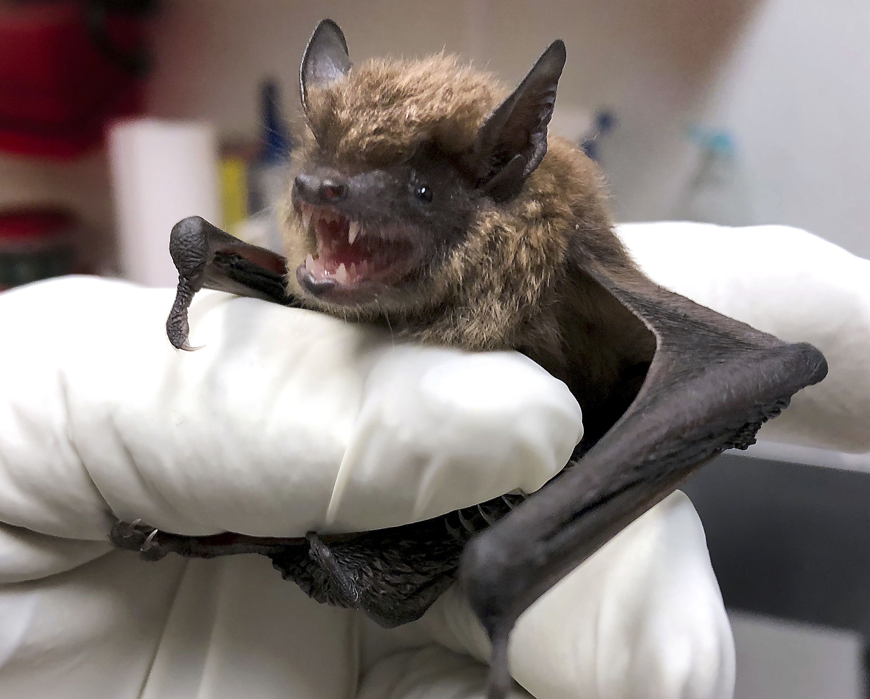 brown bat bite