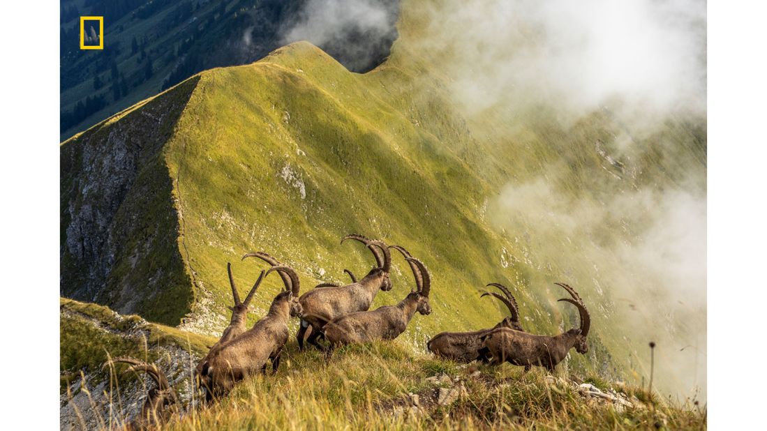 <strong>Nature honorable mention -- "King of the Alps": </strong>The honorable mention in this category of the <a href="http://natgeo.com/travelphotocontest" target="_blank" target="_blank">2019 National Geographic Travel Photographer of the Year Contest</a> goes to Jonas Schäfer. "A herd of ibexes in Switzerland's Bernese Oberland cross a ridge above Lake Brienz," says the photographer. "Their powerful and impressive horns show who the king of the Alps are."