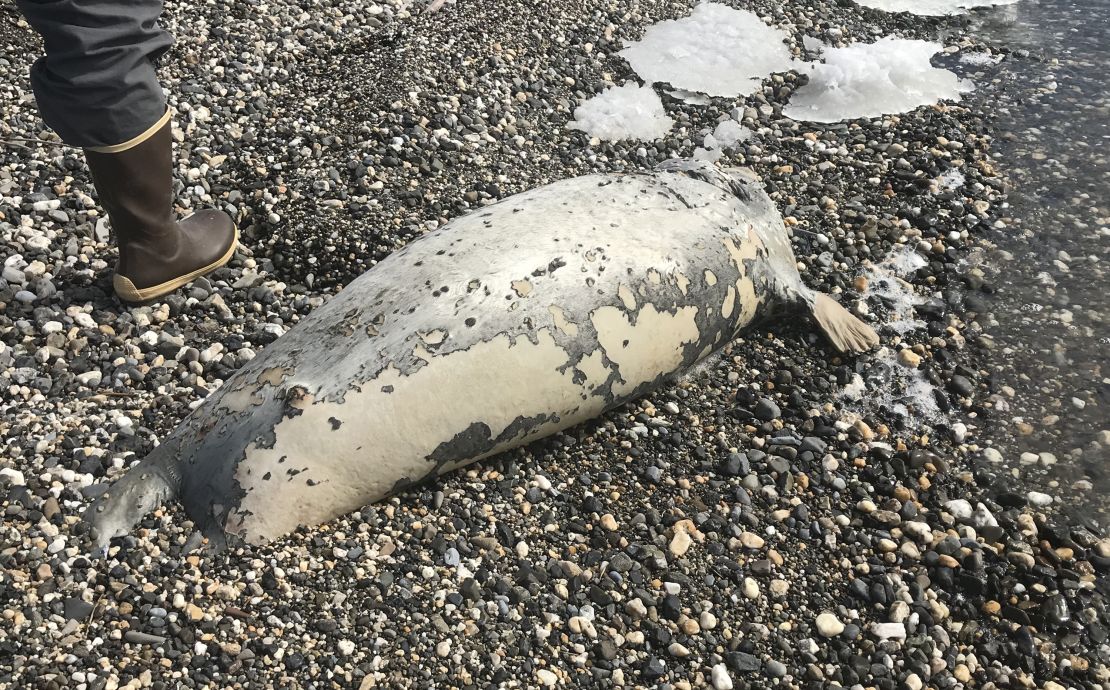 A dead seal lies on a beach near Kotzebue, Alaska.