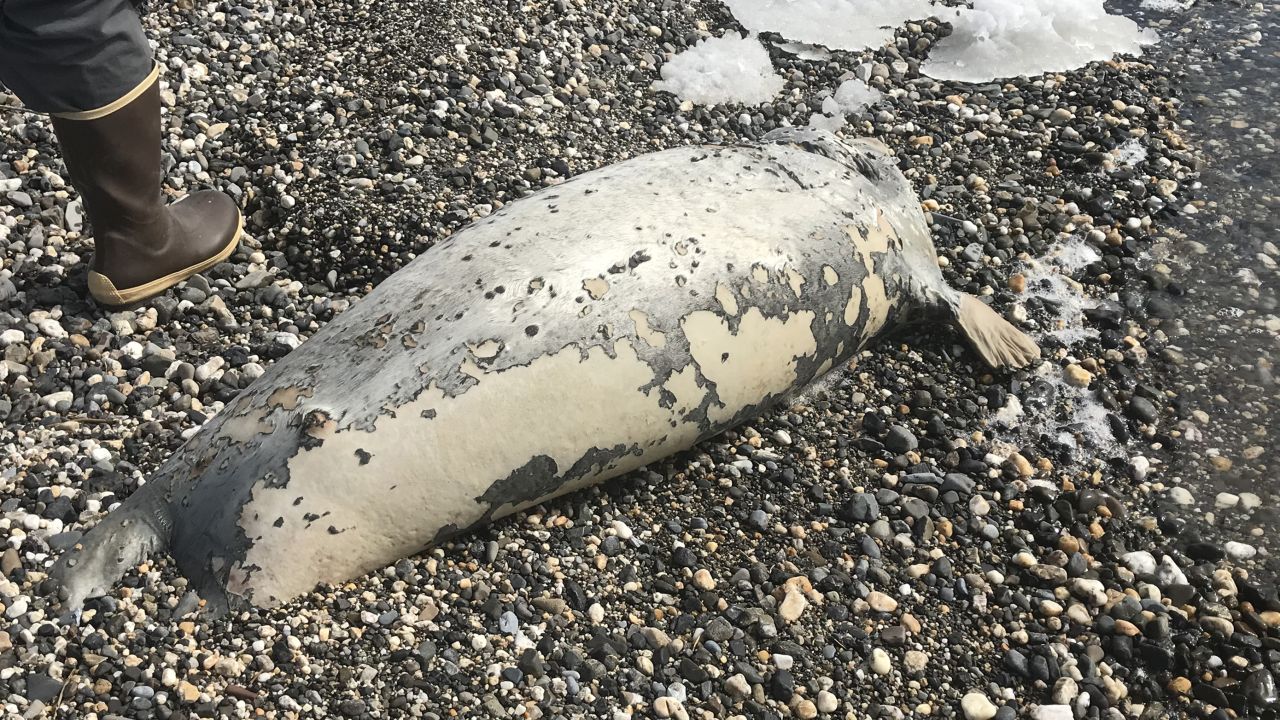 A dead seal lies on a beach near Kotzebue, Alaska.