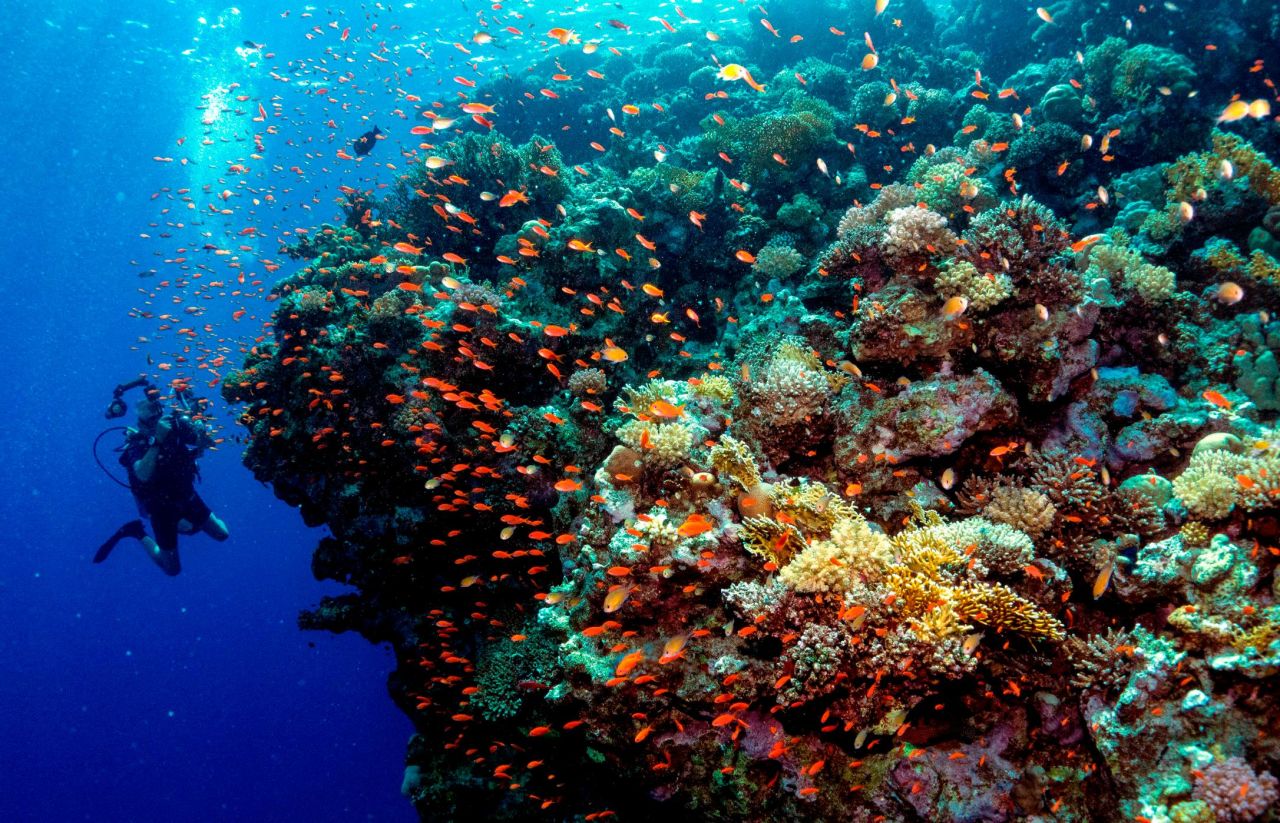 Also known as "rainforests of the sea", coral reefs offer spectacular sights, as well as supporting wildlife, providing food, jobs and coastal protection for an estimated 500 million people. <br /><br />But human activities are threatening their survival. Scroll through the gallery to see how our actions are putting coral reefs at risk.