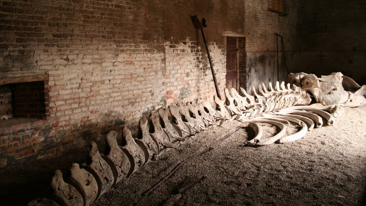 01 missing whale bones