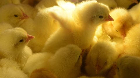 A court in Germany has ruled that the killing of unwanted male chicks will remain legal until an alternative can be found.