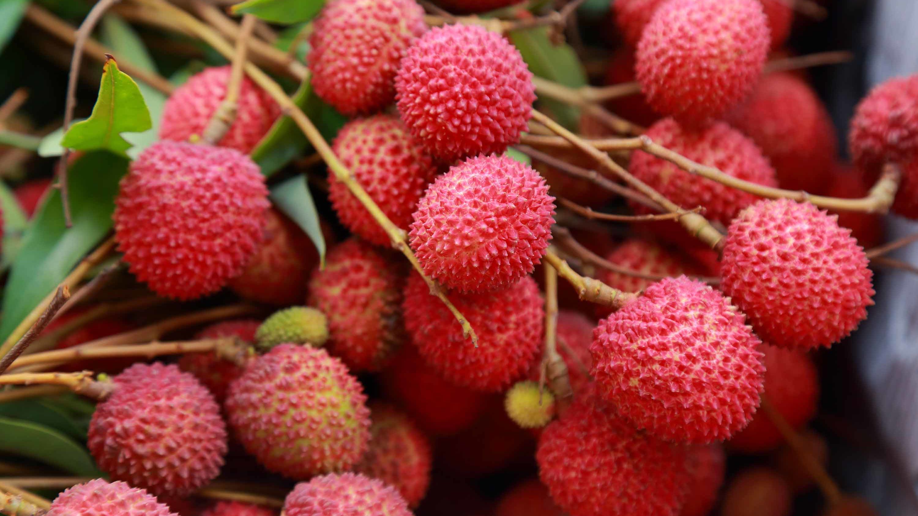 Research has found that consumption of lychee can be linked to encephalitis.