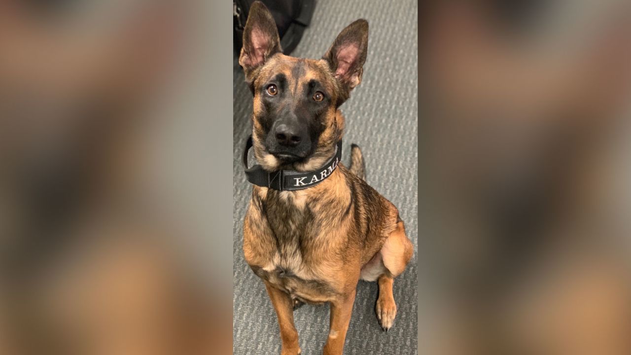 03 karma k9 denver sheriff