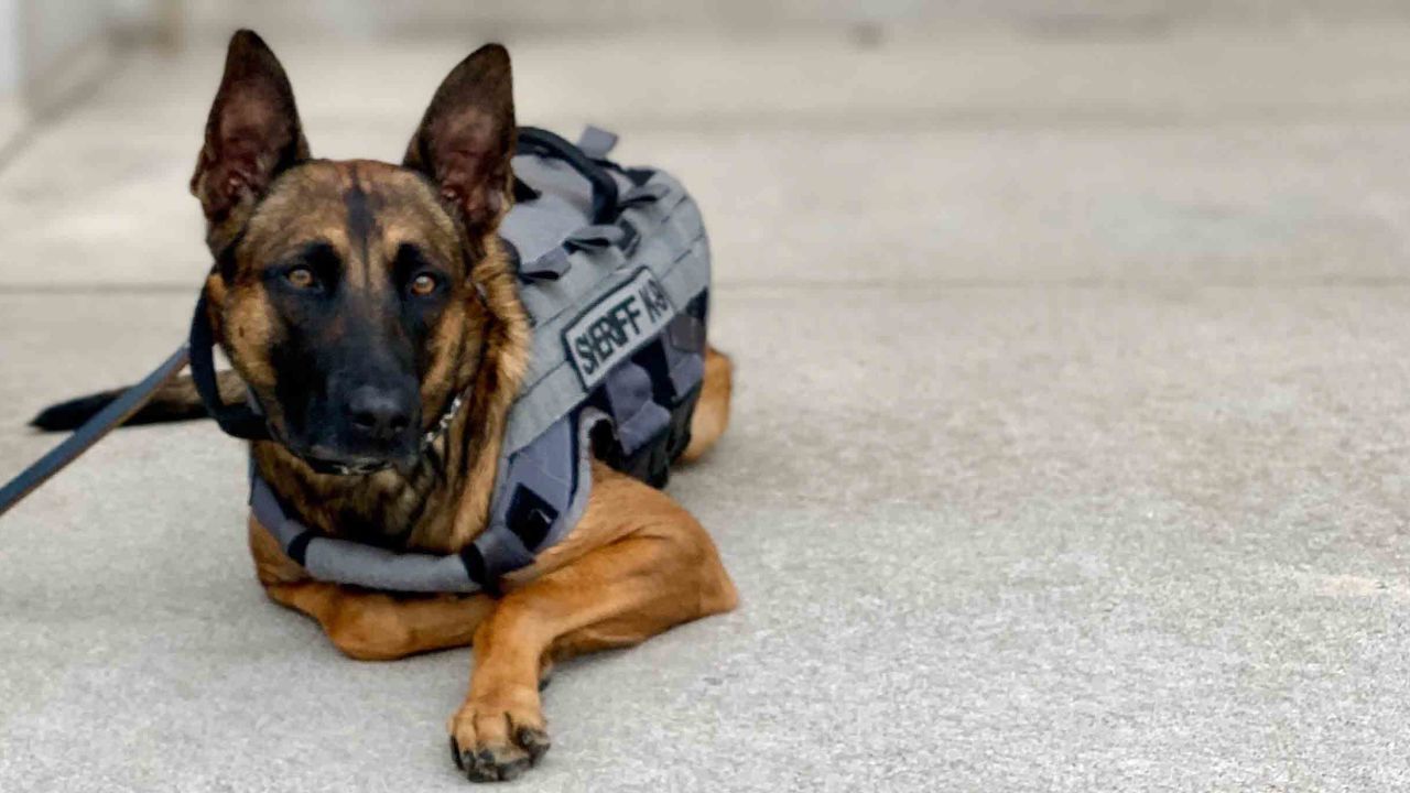 Karma is a 2-year-old Belgian Malinois who works for the Denver Sheriff Department.