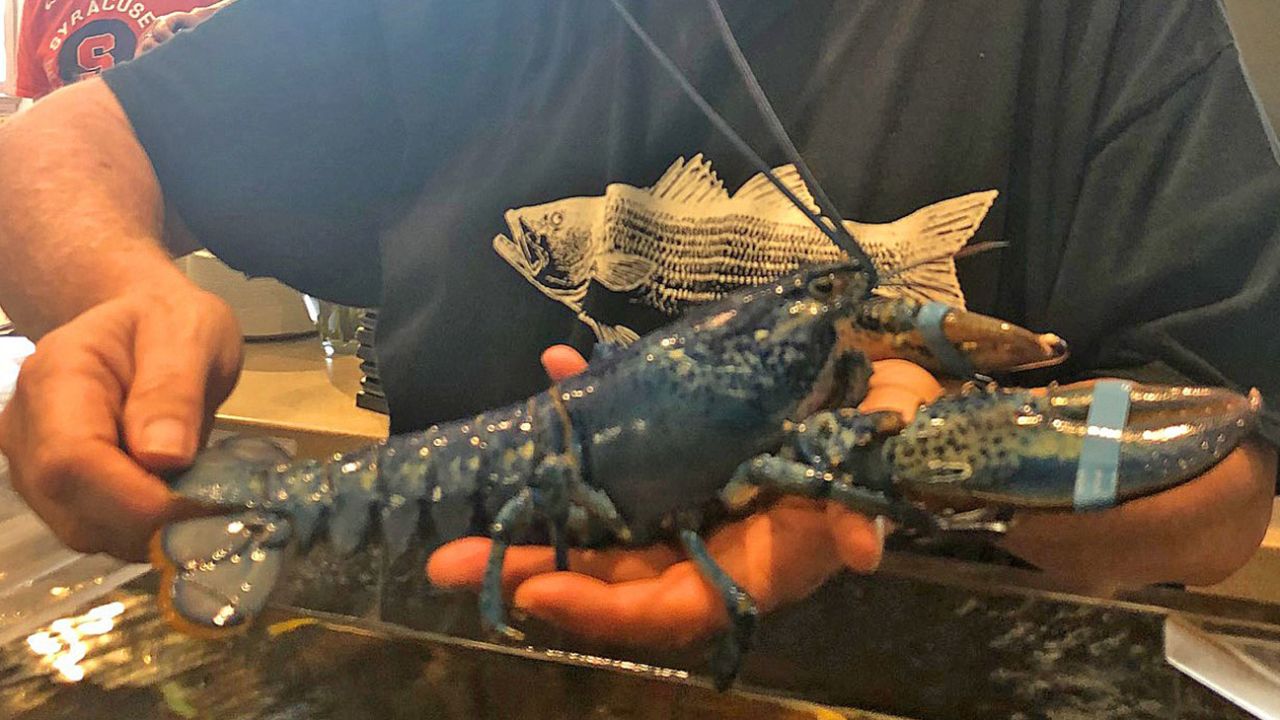 01 blue lobster