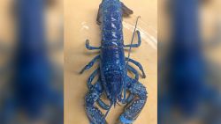 02-blue-lobster