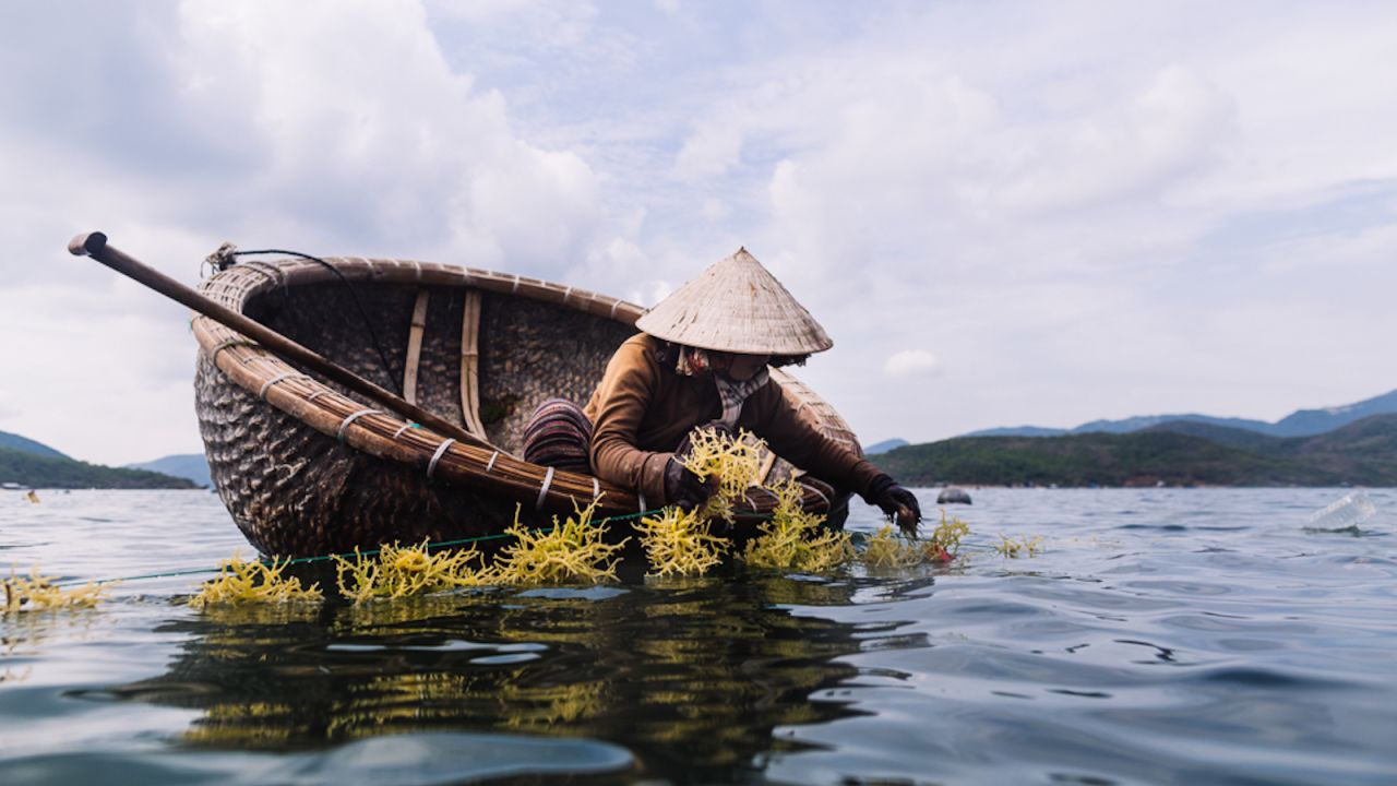 Vietnam's basket boats can be spotted in the waters around Hoi An and nearby Da Nang.