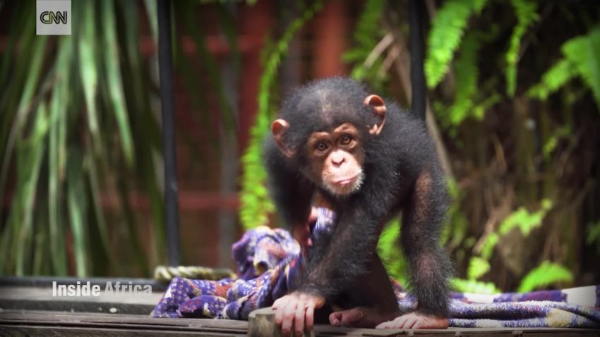 Inside Africa Liberia chimpanzee sanctuary _00002709.jpg
