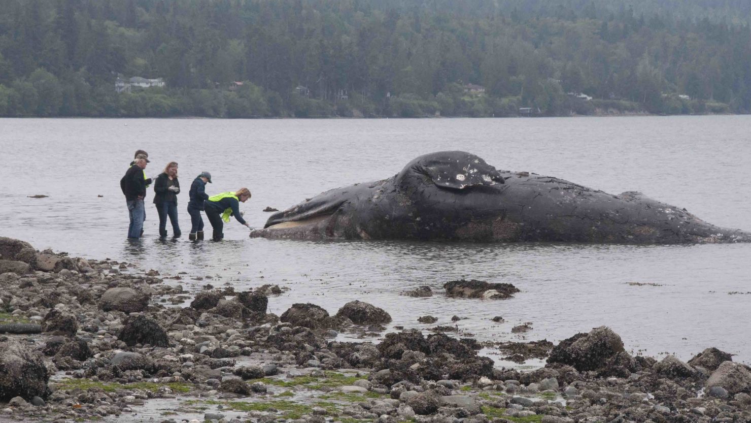 A dead 40-foot gray whale drifted ashore last month north of Port Ludlow, Washington. 