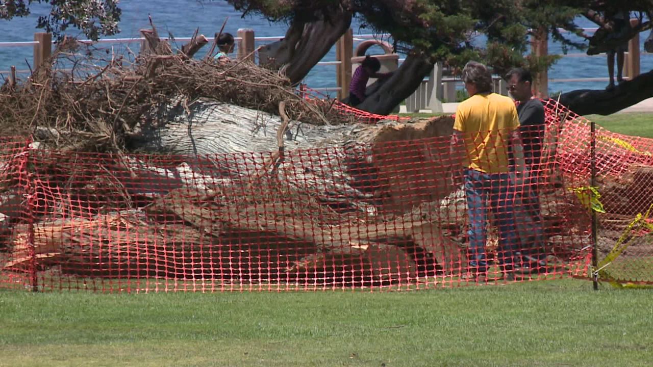 lorax tree la jolla