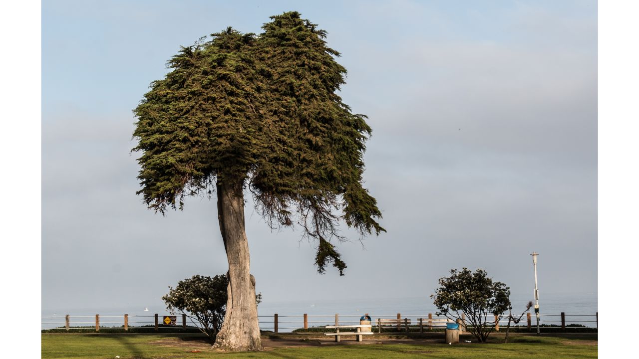 The Monterey Cypress was estimated to be about 80 to 100 years old, a city spokesman said.
