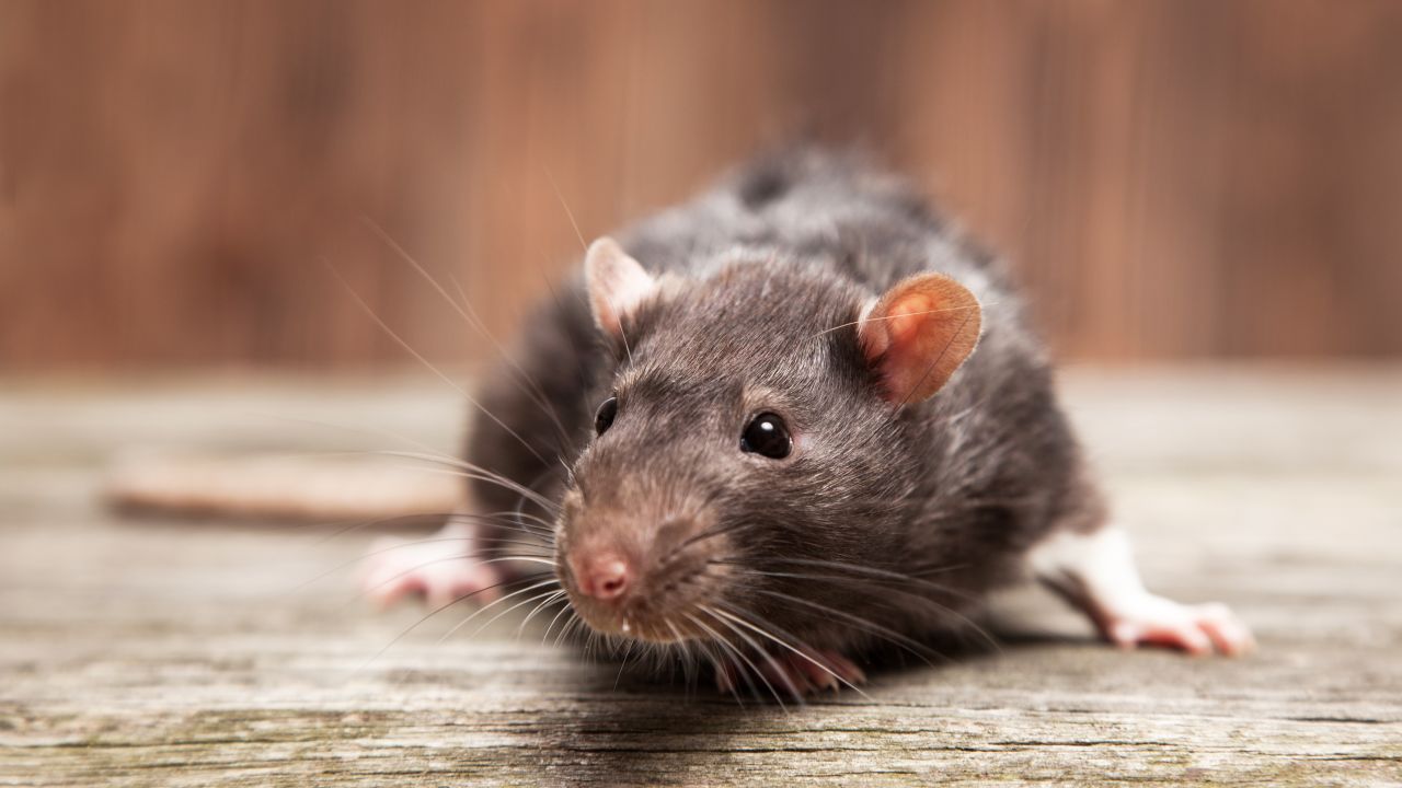 A file image of a rat. The rodent species has infested a New Zealand town. 