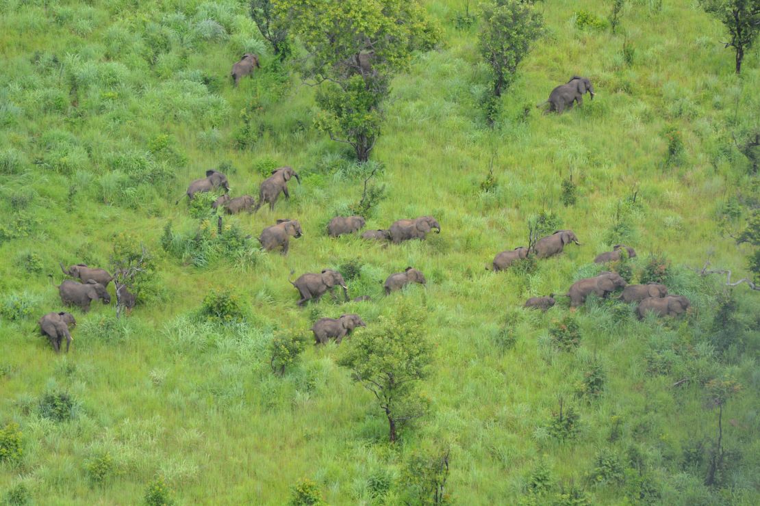 Elephants on the Niassa reserve.