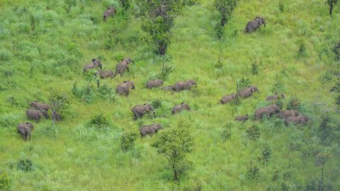 Elephants on the Niassa reserve.