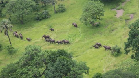 A herd of elephants as seen from the air in Mozambique.