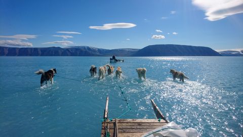 In this photo taken on Thursday, June 13, 2019 sled dogs make their way in northwest Greenland with their paws in melted ice water.