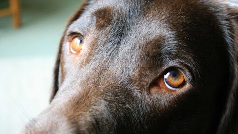 Researchers at the University of Portsmouth have authored a study on how dogs' eyes have evolved so that they will appeal to humans. 