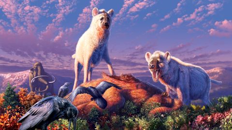 An artist's rendering of ancient Arctic hyenas belonging to the genus Chasmaporthete, known as the "hunting or running hyena."
