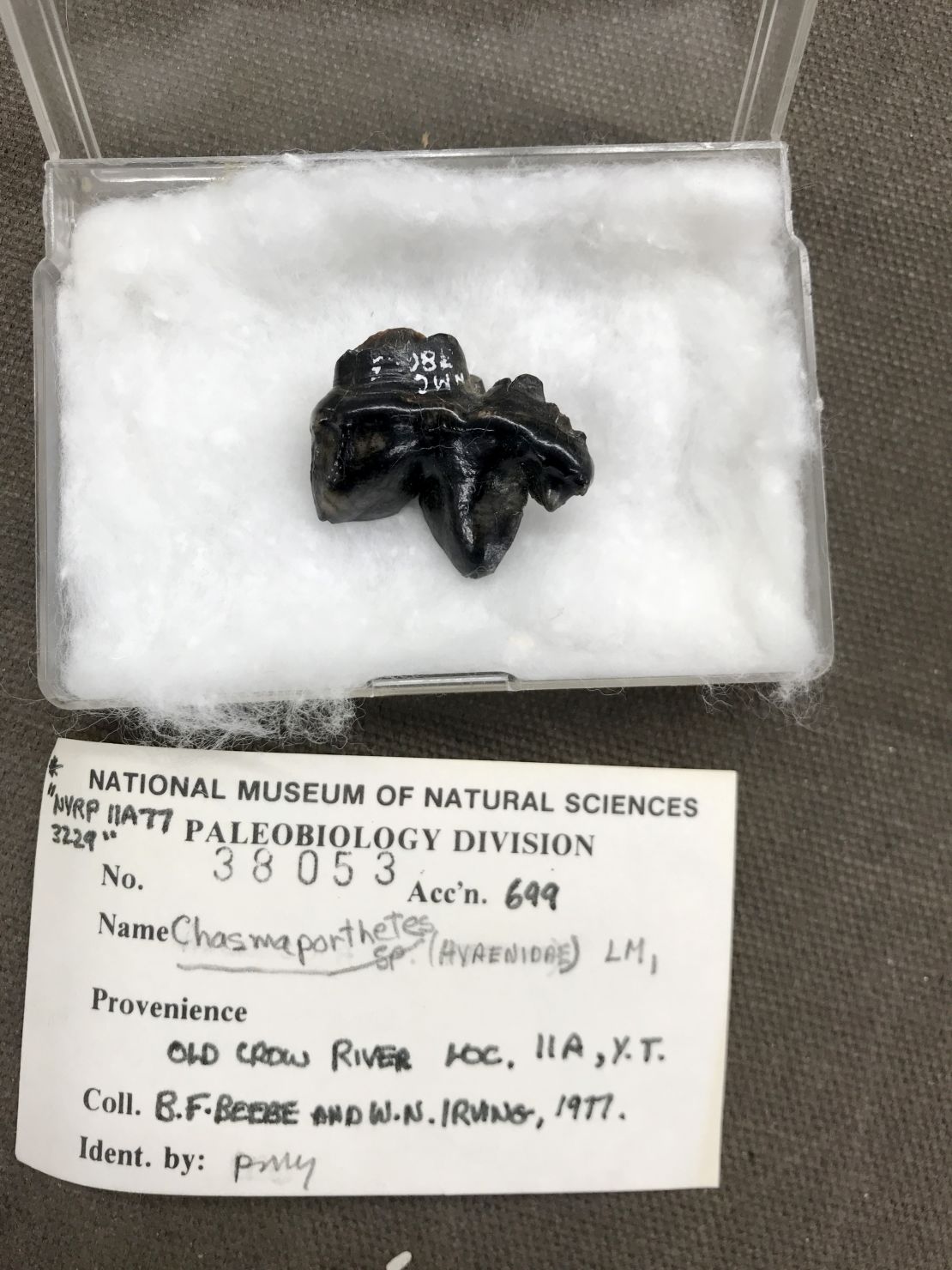 This ice age fossil tooth — tucked away for years in the collections of the Canadian Museum of Nature — belonged to the "running hyena" Chasmaporthetes, according to a new study.