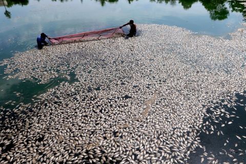 Civic workers remove dead fish floating at a partially dried up lake in Ambattur, Chennai, India, Tuesday, June 18.