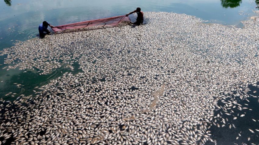 Civic workers remove dead fish floating at a partially dried up lake in Ambattur, Chennai, India, Tuesday, June 18, 2019. Many water bodies in the city are running dry in hot weather. (AP Photo/ R.Parthibhan)