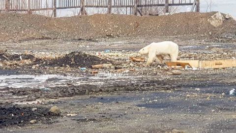 Polar bears have been forced to travel farther to find food, as sea ice continues to melt due to climate change.