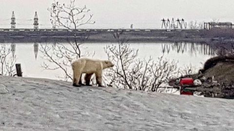 02 starving polar bear norilsk