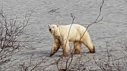 A polar bear has been spotted in the vicinity of Norilsk in Russia's Krasnoyarsk region.