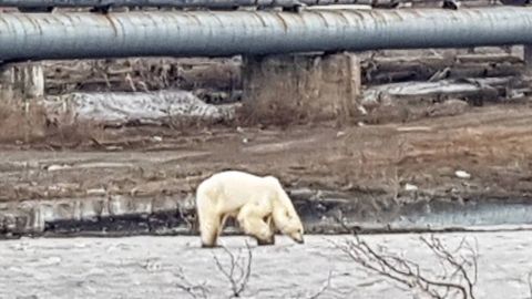 04 starving polar bear norilsk