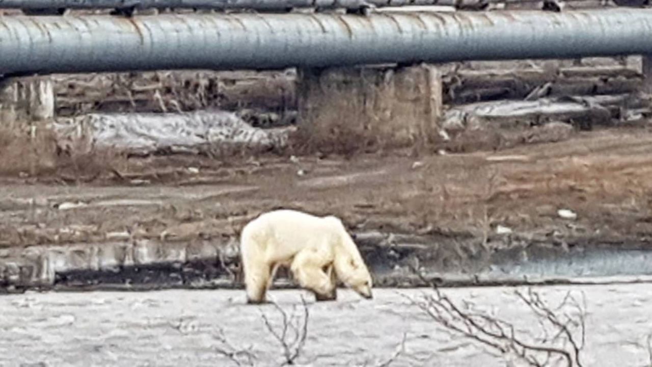 04 starving polar bear norilsk