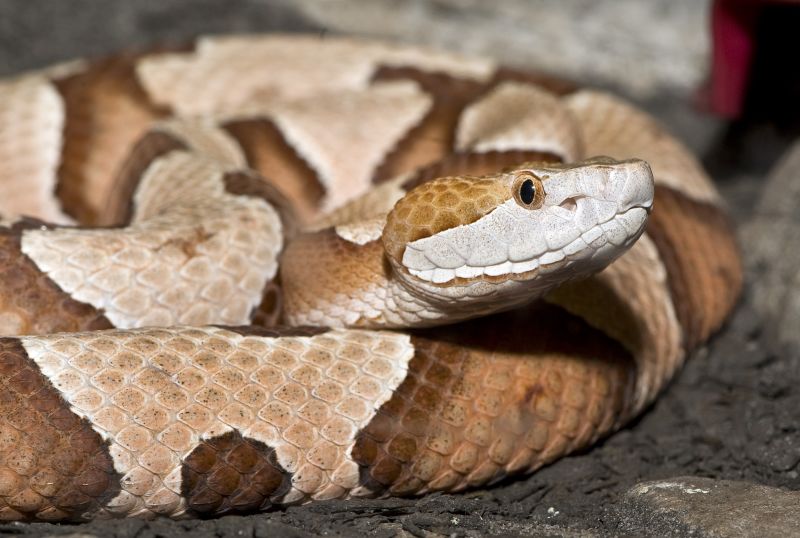 Copperhead Snake Bite On Leg