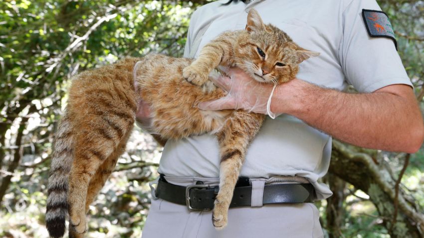 An employee of the French Forest and Hunting Office (Office Nationale des Forets et de la Chasse) Charles-Antoine Cecchini holds a "ghjattu-volpe" (fox-cat) Felis Silvestris on June 12, 2019 in Asco on the French Mediterranean island of Corsica. - The Corsican fix-cat is a new specie of feline according to the ONCFS. (Photo by PASCAL POCHARD-CASABIANCA / AFP)        (Photo credit should read PASCAL POCHARD-CASABIANCA/AFP/Getty Images)
