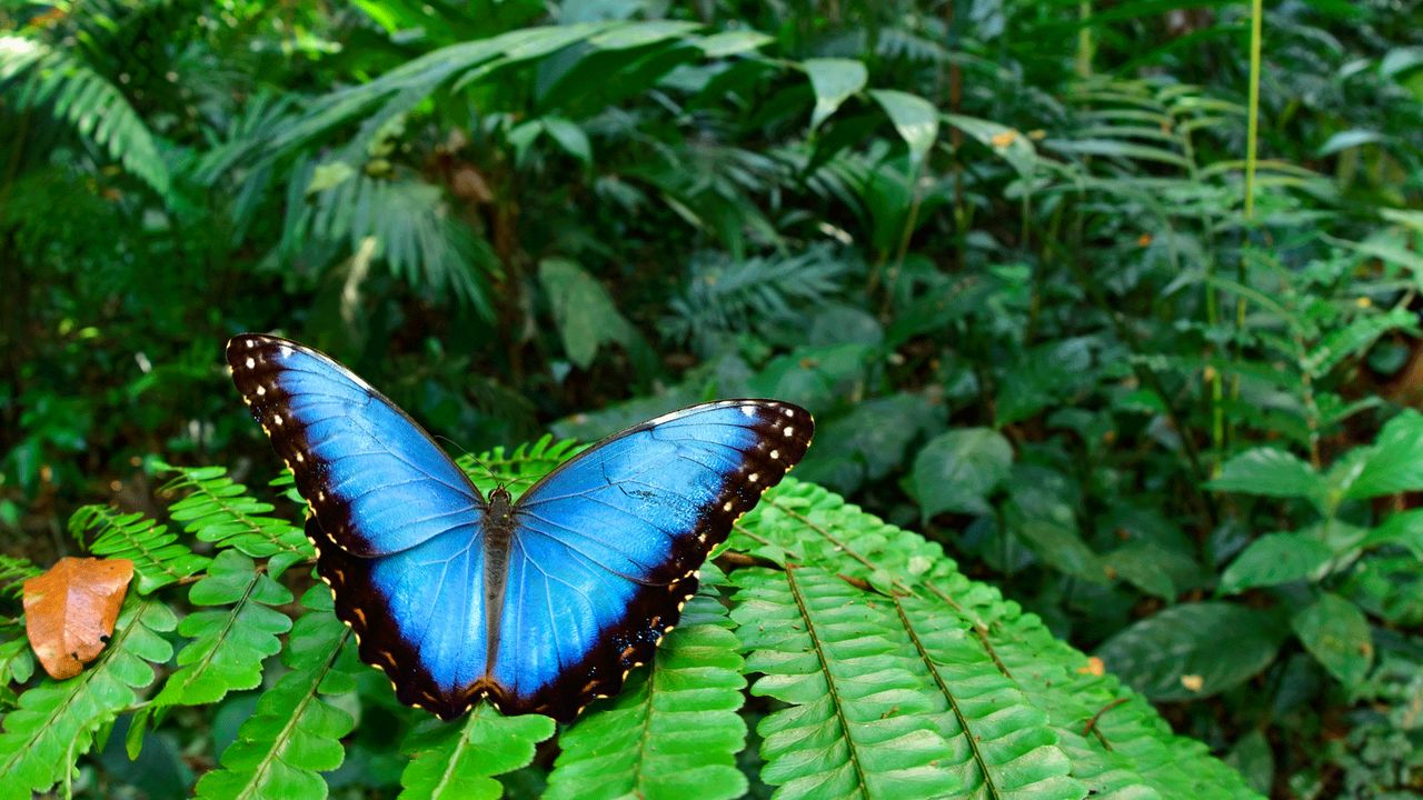 A morpho helenor butterfly in the rainforest.