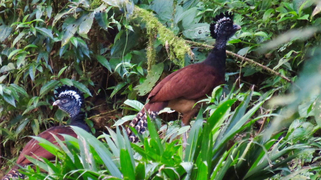 <strong>Great curassow:</strong> The scientists decided to visit following the recent rediscovery of the ruins, in 2012: "The impetus for this expedition was really driven by the fact that these amazing archaeological discoveries were made at this site not too many years ago," says Larsen.