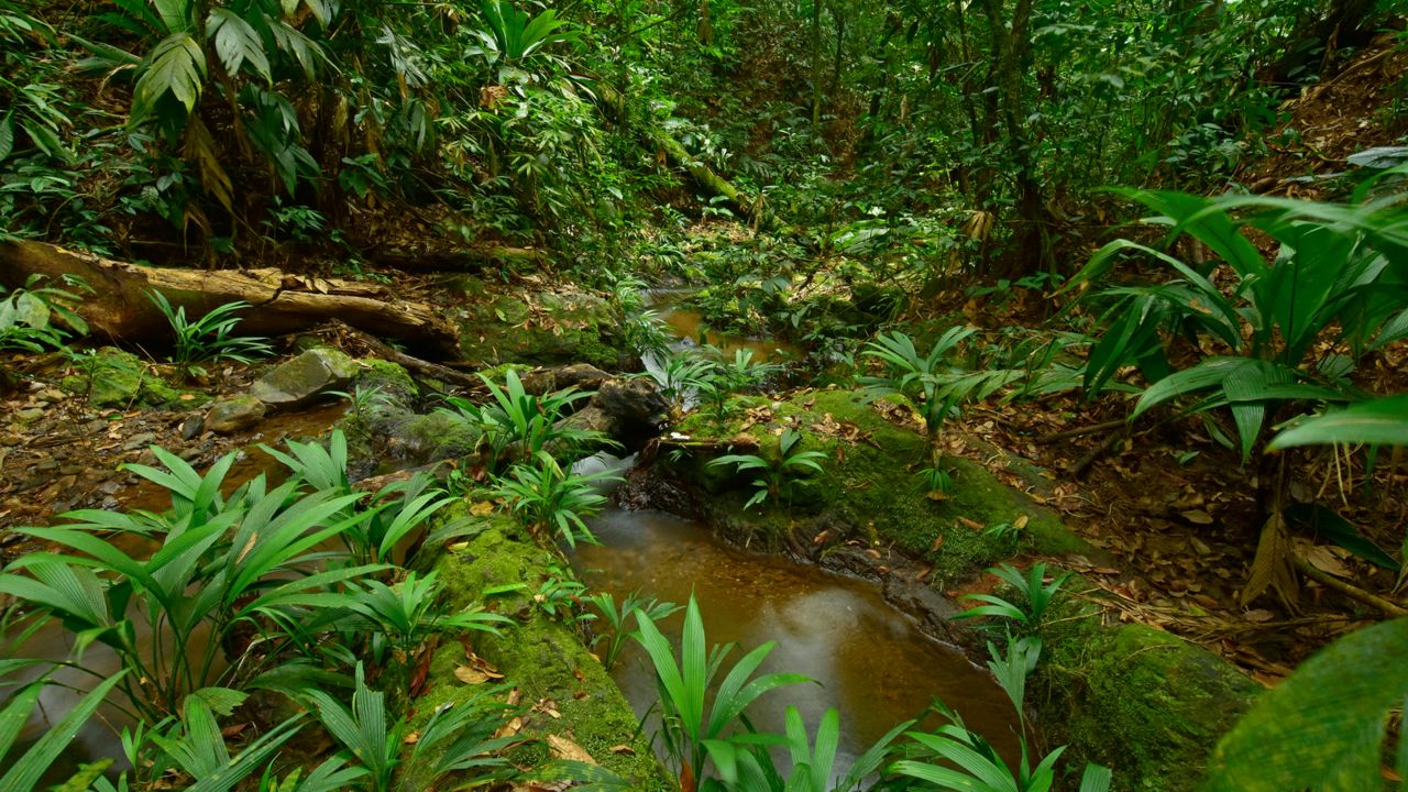 <strong>Lush vegetation: </strong>Expedition leader Trond Larsen tells CNN Travel that it's a beautiful spot: "a very lush forest, crystal-clear stream cascades; it's extremely picturesque."