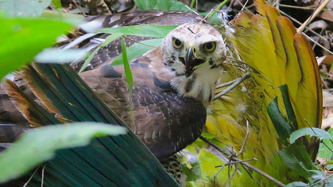 <strong>Rare occurrence:</strong> Larsen and his team witnessed an ornate hawk-eagle prey upon an endangered great green macaw. 