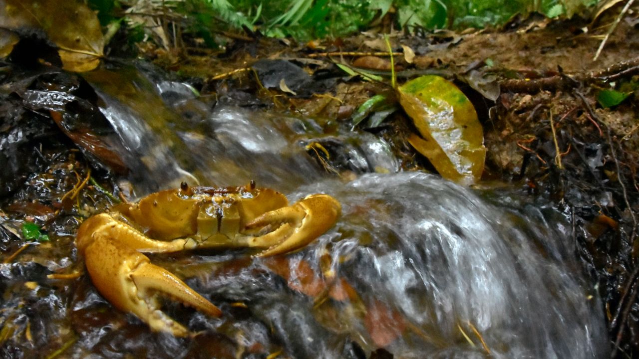 <strong>Water crabs</strong>: In the beautiful streams, water crabs were spotted. The team says they provide important food for many animals, including the endangered Neotropical river otter.