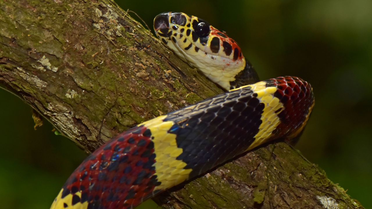 <strong>Coral tree snake:</strong> The false tree coral snake was thought to be extinct in Honduras -- until it was rediscovered on this expedition. 