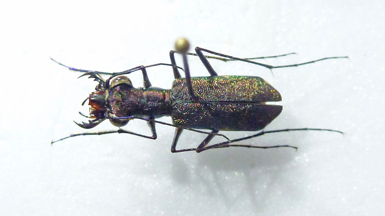 <strong>Rediscovered species:</strong> The tiger beetle was thought to be virtually extinct -- it had previously been recorded at a single site in Nicaragua. The beetle was rediscovered during the expedition. 