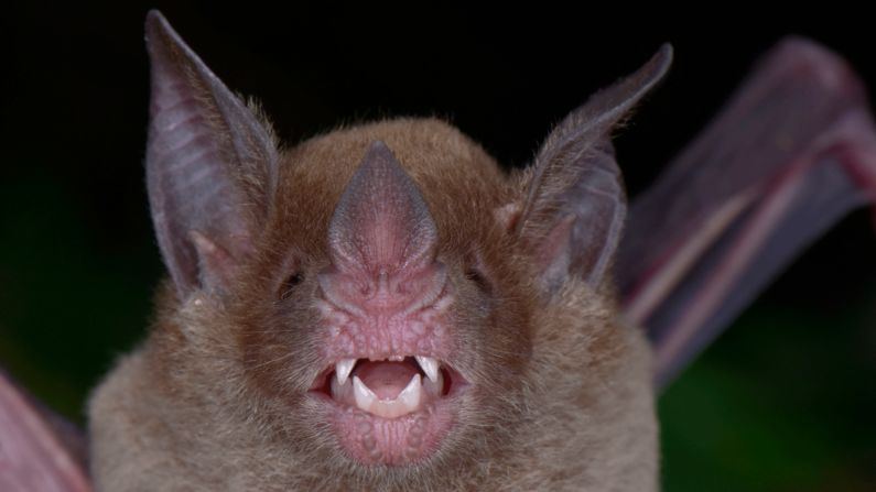 <strong>Pale-faced bat</strong>: The team also spotted the pale-faced bat, last documented in Honduras in 1942.